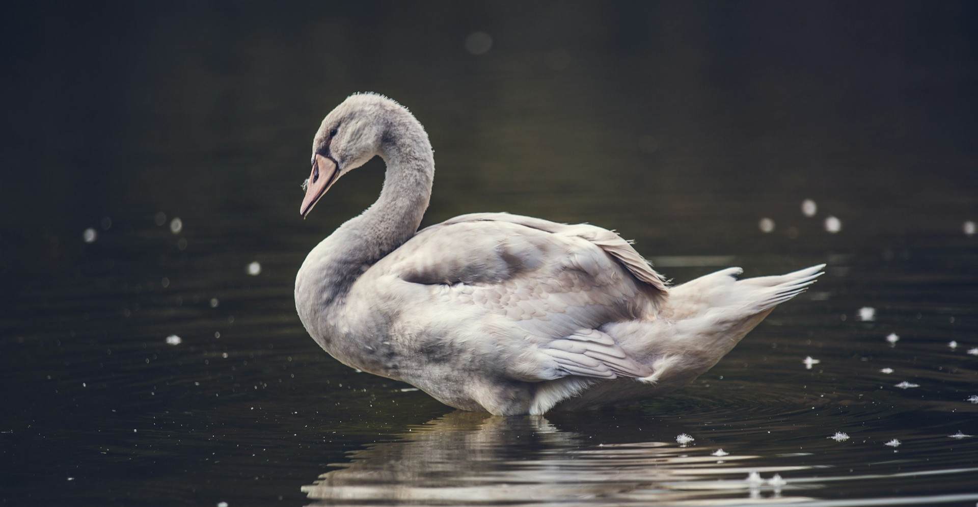 Lohengrin