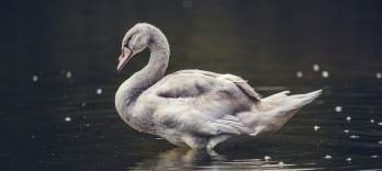 Lohengrin