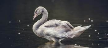 Lohengrin