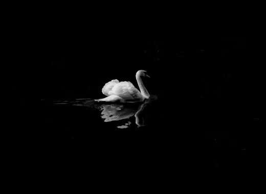 Cisne negro Ballet